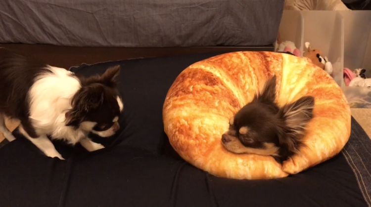 動物,犬,猫,しつけ,飼い方,育て方,病気,健康