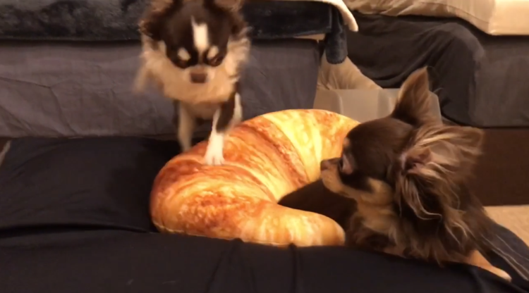 動物,犬,猫,しつけ,飼い方,育て方,病気,健康