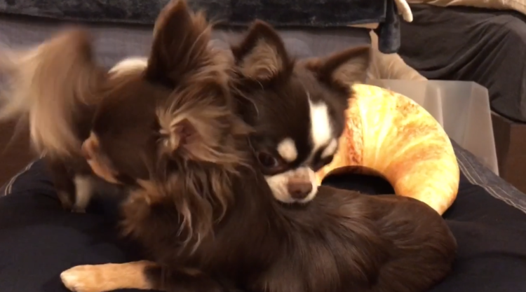 動物,犬,猫,しつけ,飼い方,育て方,病気,健康