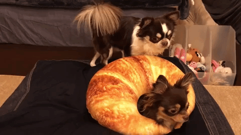 動物,犬,猫,しつけ,飼い方,育て方,病気,健康