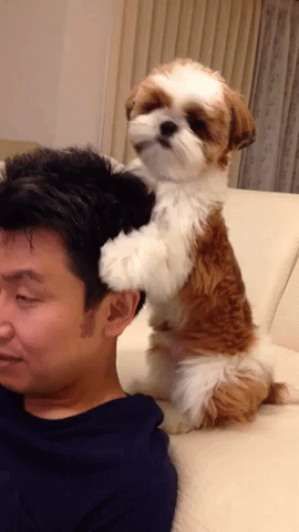 動物,犬,猫,しつけ,飼い方,育て方,病気,健康