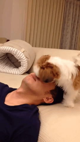 動物,犬,猫,しつけ,飼い方,育て方,病気,健康