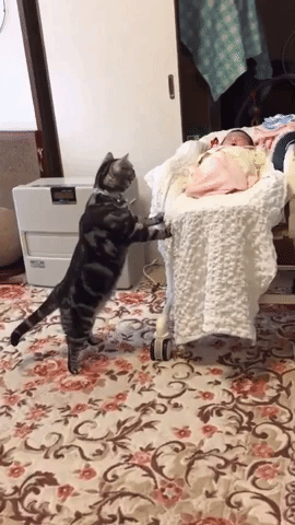 動物,犬,猫,しつけ,飼い方,育て方,病気,健康