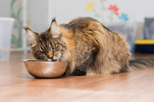 動物,犬,猫,しつけ,飼い方,育て方,病気,健康