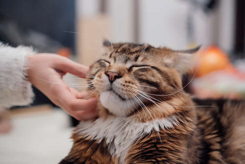 動物,犬,猫,しつけ,飼い方,育て方,病気,健康
