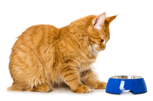 動物,犬,猫,しつけ,飼い方,育て方,病気,健康