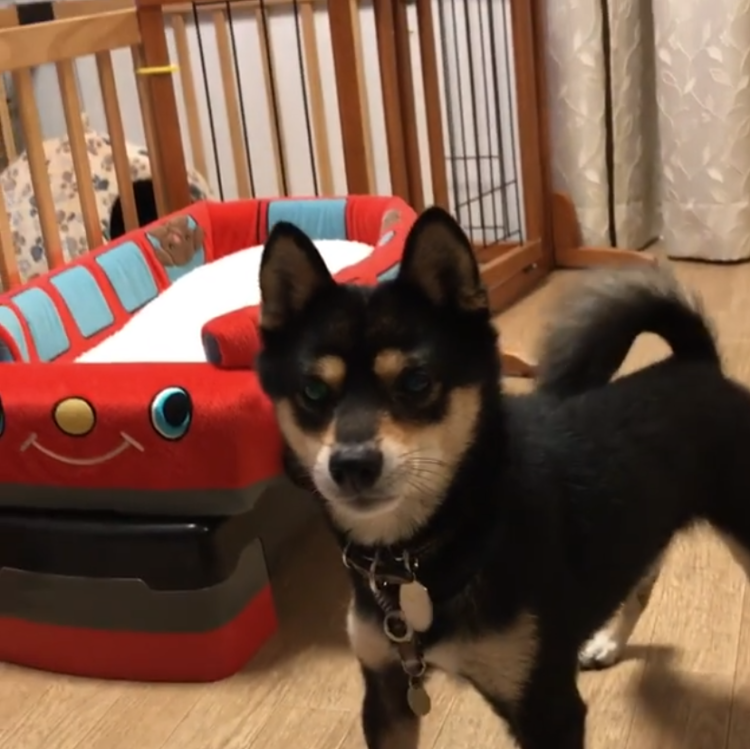 動物,犬,猫,しつけ,飼い方,育て方,病気,健康