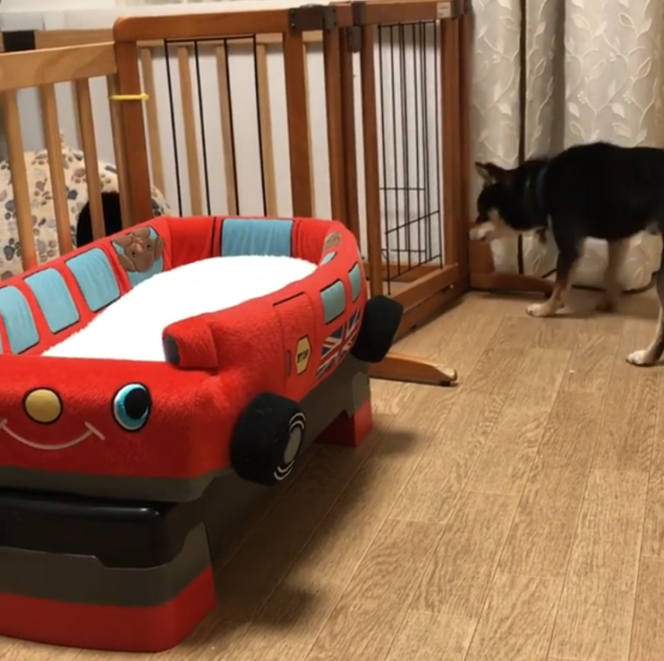 動物,犬,猫,しつけ,飼い方,育て方,病気,健康