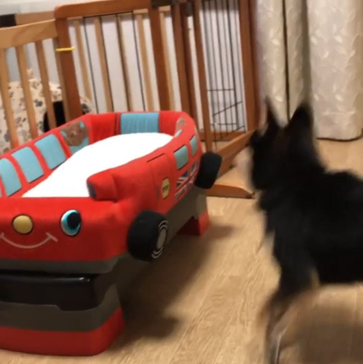 動物,犬,猫,しつけ,飼い方,育て方,病気,健康