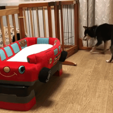 動物,犬,猫,しつけ,飼い方,育て方,病気,健康