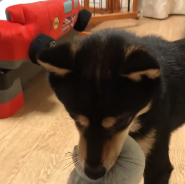 動物,犬,猫,しつけ,飼い方,育て方,病気,健康