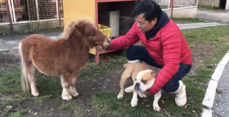 動物,犬,猫,しつけ,飼い方,育て方,病気,健康