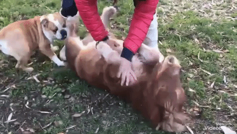 動物,犬,猫,しつけ,飼い方,育て方,病気,健康
