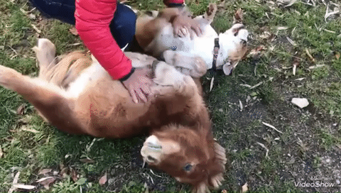 動物,犬,猫,しつけ,飼い方,育て方,病気,健康