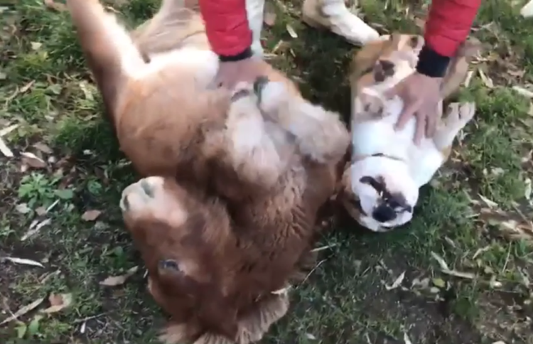 動物,犬,猫,しつけ,飼い方,育て方,病気,健康