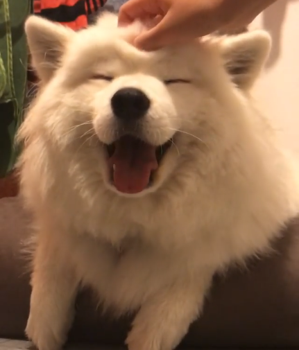 動物,犬,猫,しつけ,飼い方,育て方,病気,健康