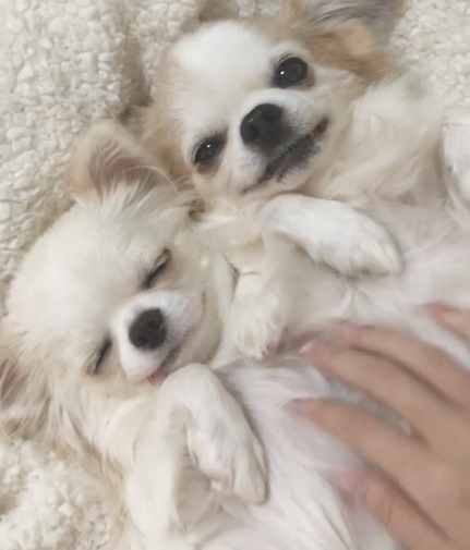 動物,犬,猫,しつけ,飼い方,育て方,病気,健康