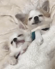 動物,犬,猫,しつけ,飼い方,育て方,病気,健康