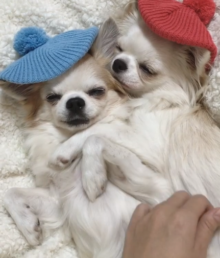 動物,犬,猫,しつけ,飼い方,育て方,病気,健康