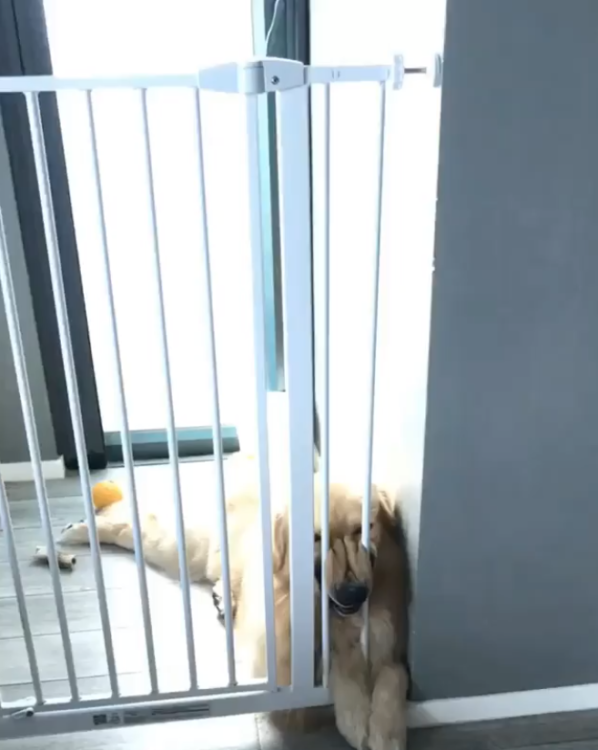 動物,犬,猫,しつけ,飼い方,育て方,病気,健康