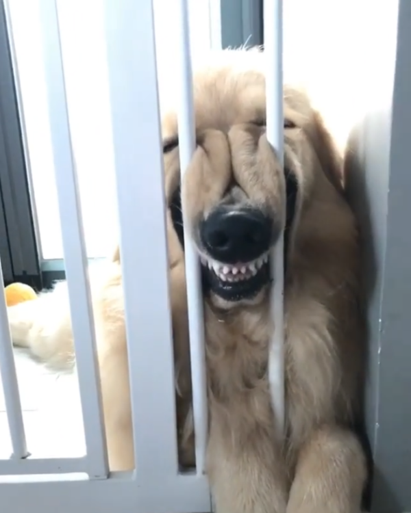 動物,犬,猫,しつけ,飼い方,育て方,病気,健康