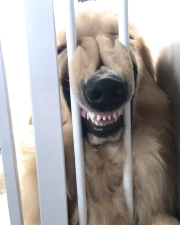 動物,犬,猫,しつけ,飼い方,育て方,病気,健康