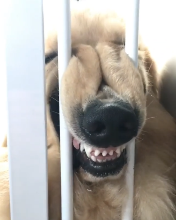 動物,犬,猫,しつけ,飼い方,育て方,病気,健康