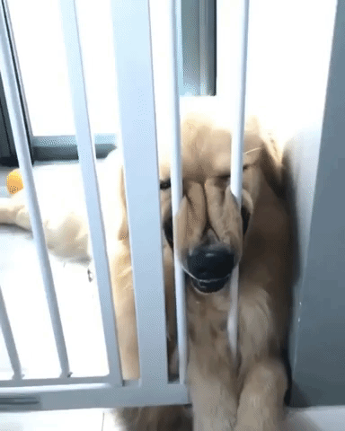 動物,犬,猫,しつけ,飼い方,育て方,病気,健康