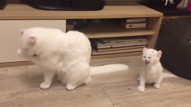 動物,犬,猫,しつけ,飼い方,育て方,病気,健康