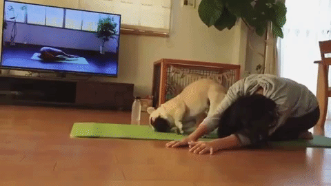 動物,犬,猫,しつけ,飼い方,育て方,病気,健康