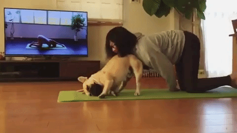 動物,犬,猫,しつけ,飼い方,育て方,病気,健康