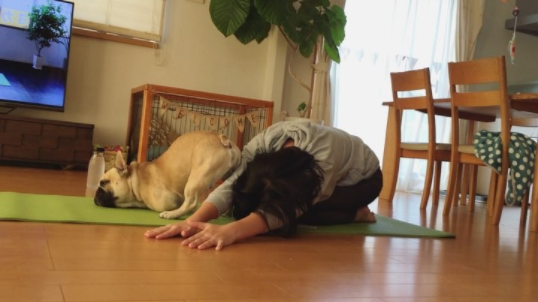動物,犬,猫,しつけ,飼い方,育て方,病気,健康