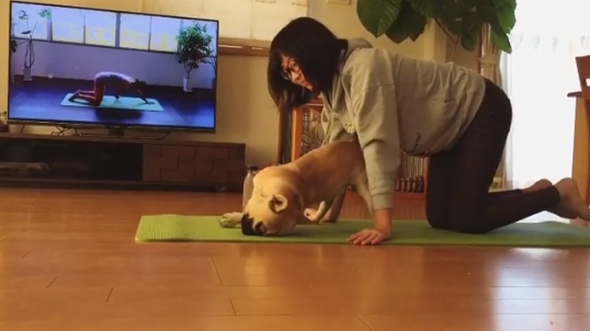 動物,犬,猫,しつけ,飼い方,育て方,病気,健康