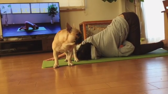 動物,犬,猫,しつけ,飼い方,育て方,病気,健康