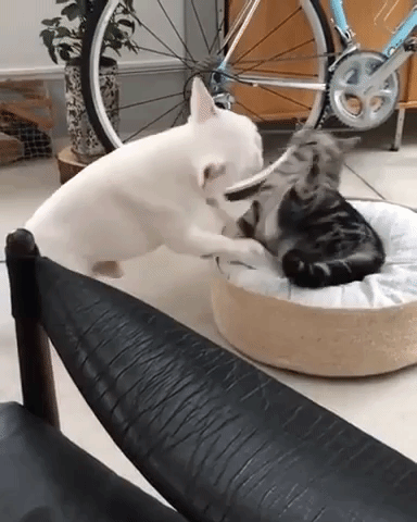 動物,犬,猫,しつけ,飼い方,育て方,病気,健康