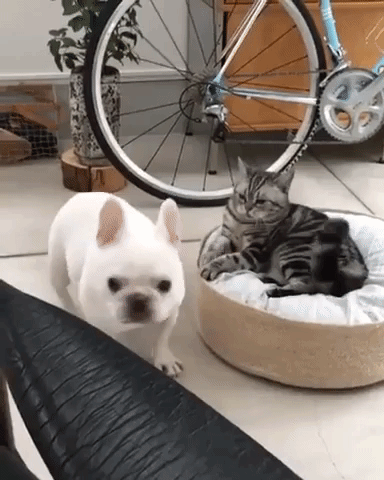 動物,犬,猫,しつけ,飼い方,育て方,病気,健康