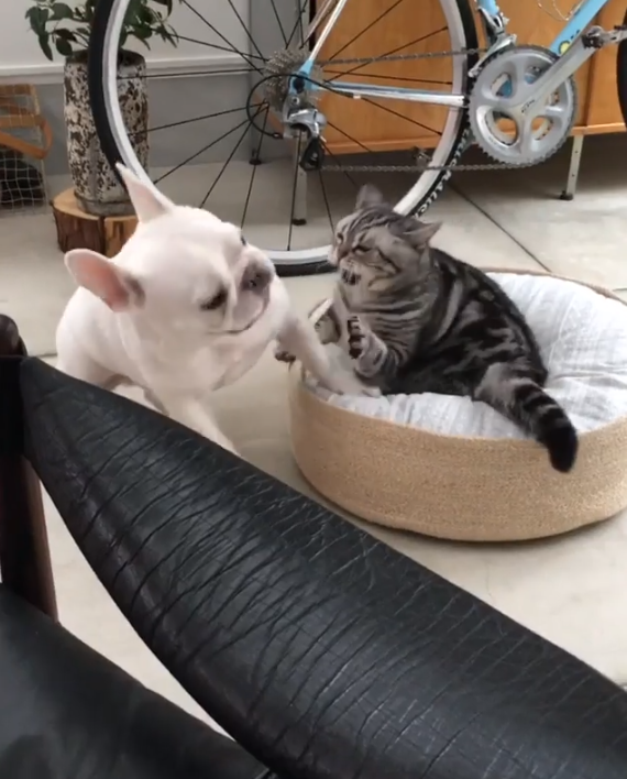 動物,犬,猫,しつけ,飼い方,育て方,病気,健康