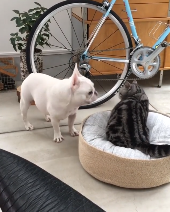 動物,犬,猫,しつけ,飼い方,育て方,病気,健康