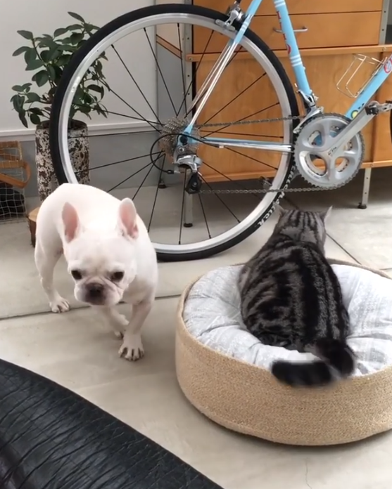 動物,犬,猫,しつけ,飼い方,育て方,病気,健康