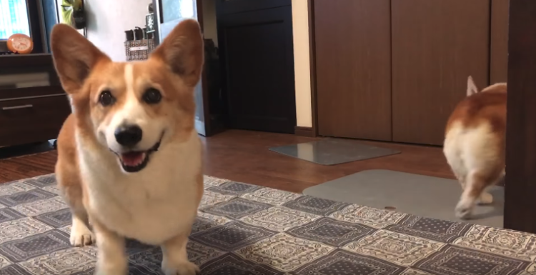 動物,犬,猫,しつけ,飼い方,育て方,病気,健康