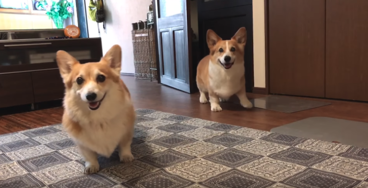 動物,犬,猫,しつけ,飼い方,育て方,病気,健康