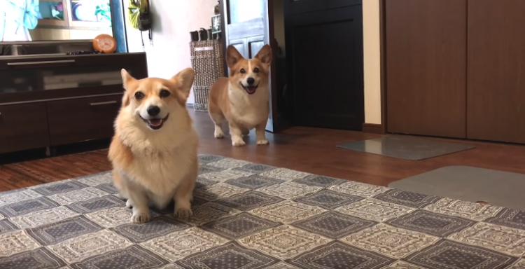 動物,犬,猫,しつけ,飼い方,育て方,病気,健康