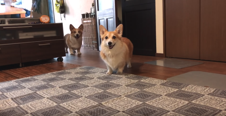 動物,犬,猫,しつけ,飼い方,育て方,病気,健康