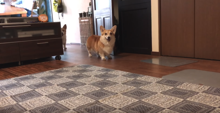 動物,犬,猫,しつけ,飼い方,育て方,病気,健康