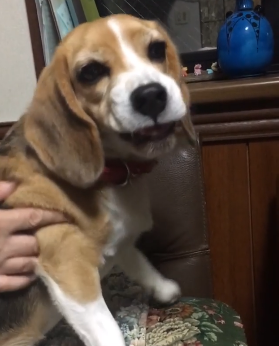 動物,犬,猫,しつけ,飼い方,育て方,病気,健康