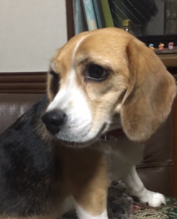 動物,犬,猫,しつけ,飼い方,育て方,病気,健康