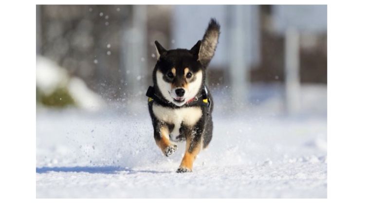 【雪が降ったぞーッ!】積もった雪に大喜びなワンコたち。元気いっぱい、はしゃぎまくる(*´艸`*)!