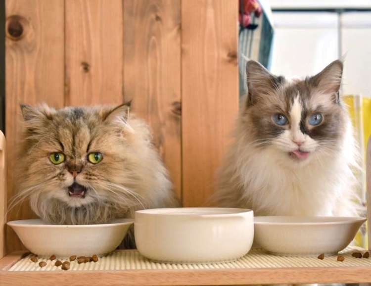 【たぬき&さかな♪】かわいらしい名前を持つ2匹の猫。今にも喋りだしそうな、豊かな表情にキュン♡