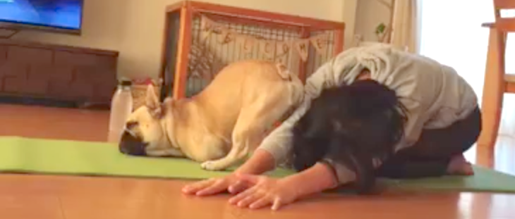 【ワンコ先生によるヨガ教室!?】飼い主さんの隣で、ヨガを披露するワンコが可愛すぎた…♡
