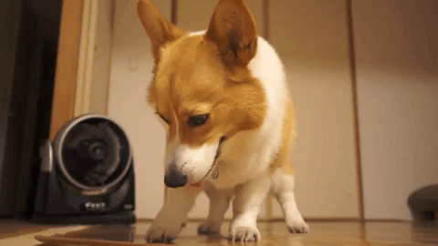 動物,犬,猫,しつけ,飼い方,育て方,病気,健康